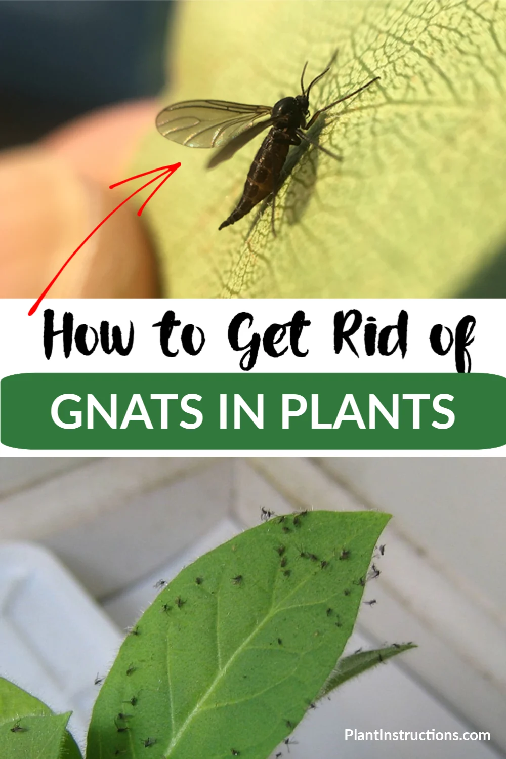 how to get rid of gnats: Why This Pest Appears in Homes