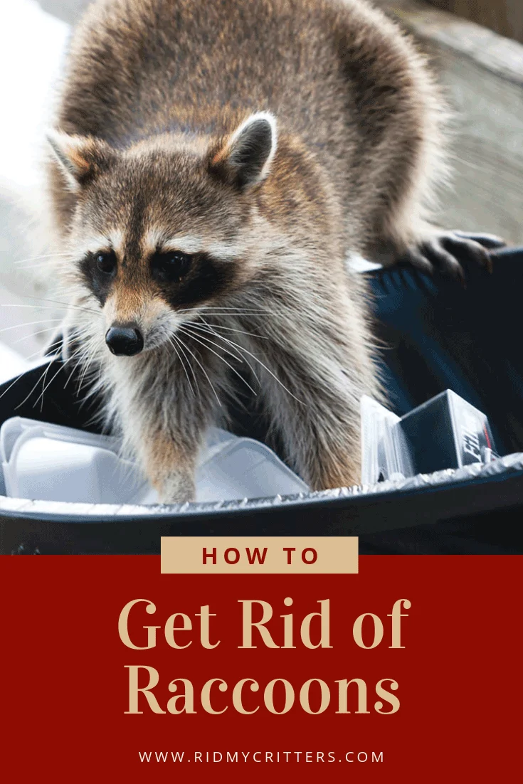 how to get rid of raccoons: Understanding Why They Invade Homes