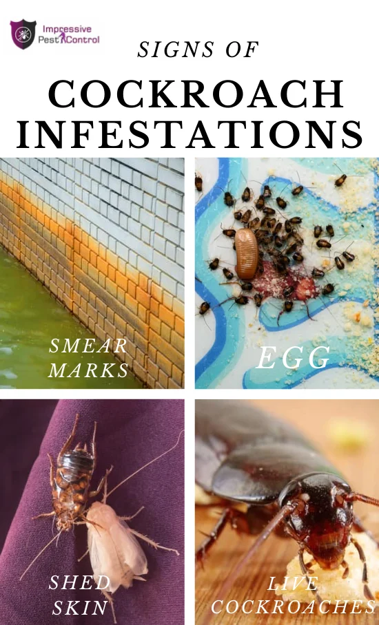 how to get rid of roaches: Signs of Infestation