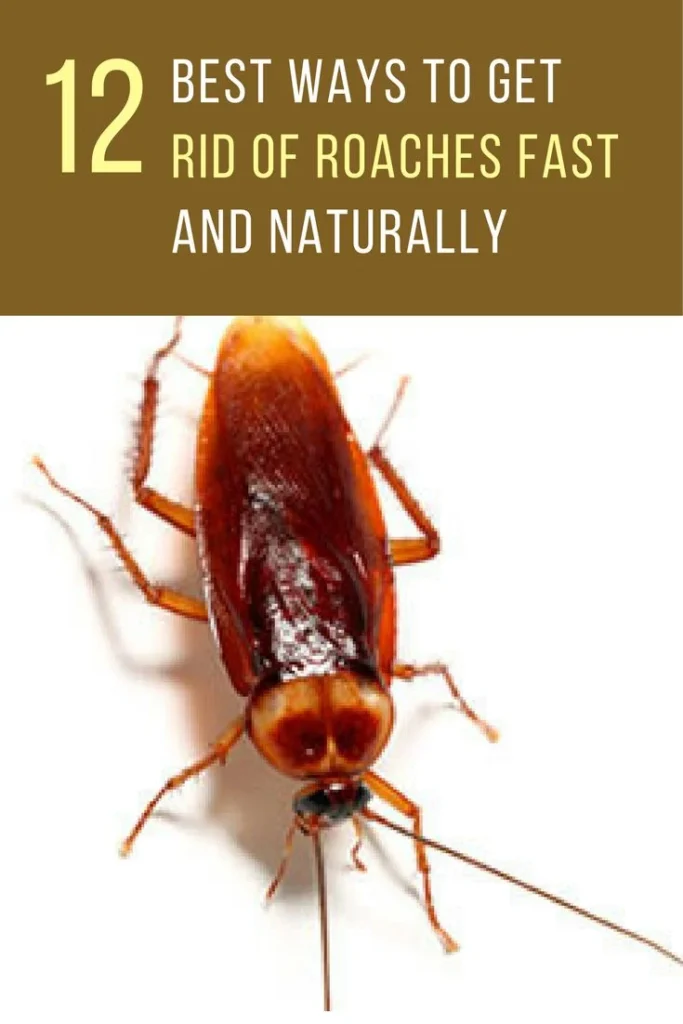 how to get rid of roaches: Why This Pest Appears in Homes