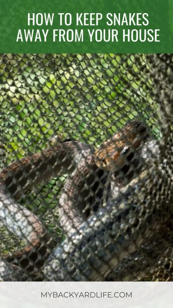 how to get rid of snakes: Understanding Why They Appear in Homes
