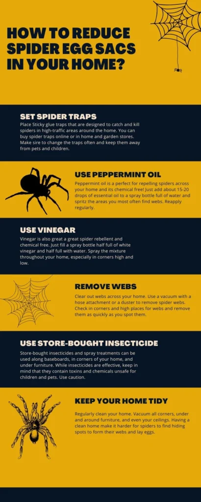 how to get rid of spiders using vinegar: Why This Pest Appears in Homes