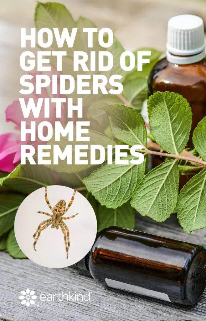 how to get rid of spiders: Why This Pest Appears in Homes
