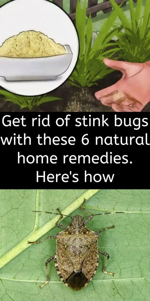 How to Get Rid of Stink Bugs Without Squishing Them: Natural Removal Methods