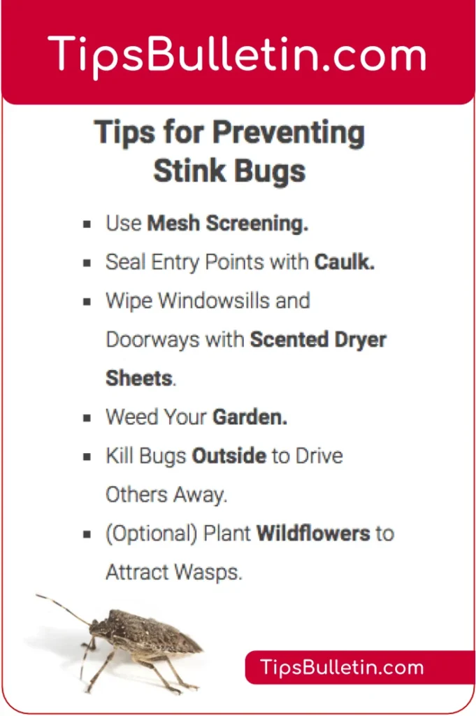How to Get Rid of Stink Bugs Without Squishing Them: Signs of an Infestation
