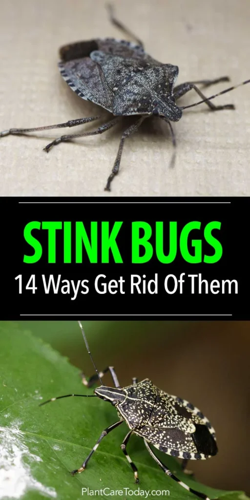 How to Get Rid of Stink Bugs Without Squishing Them: Understanding Why They Appear