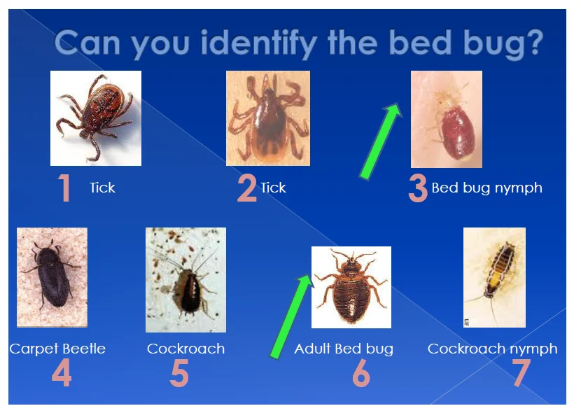 How to Identify Small Bugs in Your Bed or Bedroom Pest Guide