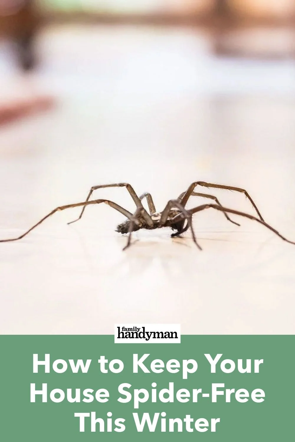 How to Keep Spiders Out of Your House: Understanding the Problem