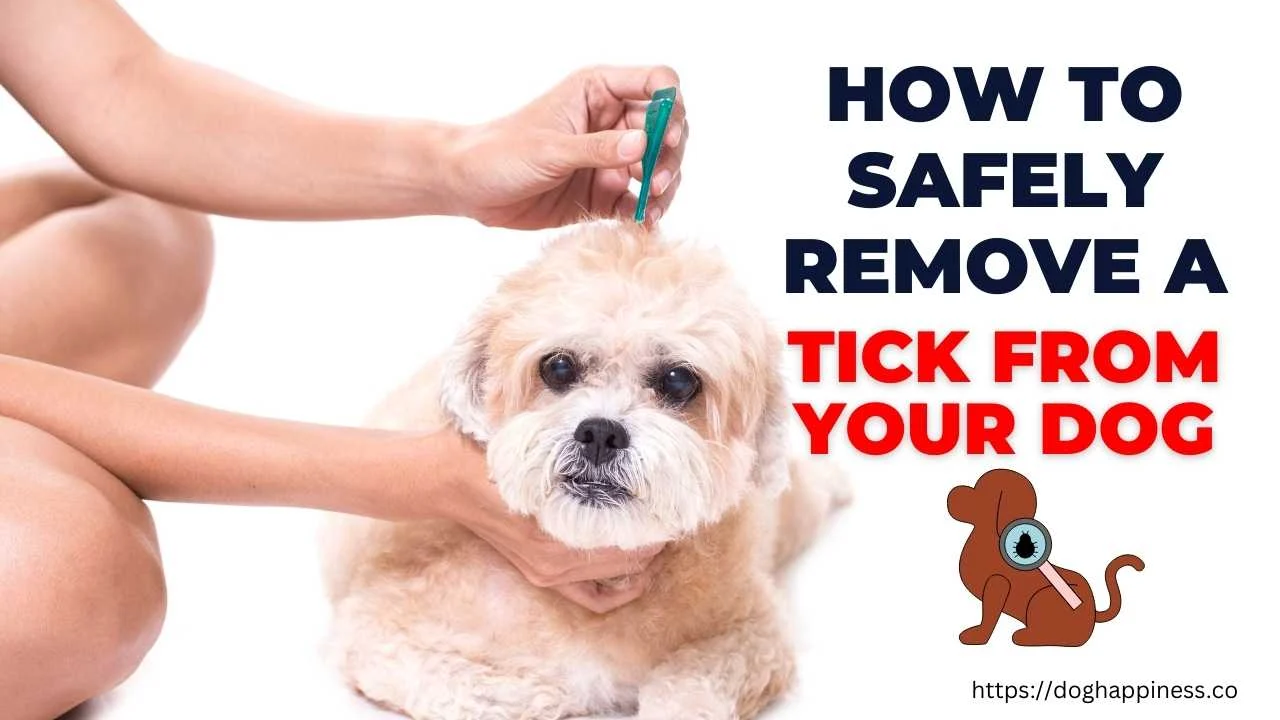 How to Remove Ticks from Dogs: Step‑by‑Step Guide
