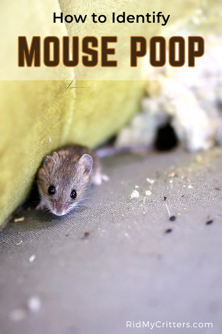 how to tell if mouse poop is fresh: visual clues