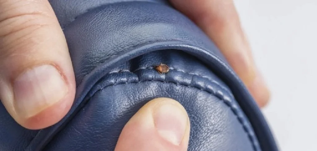 How to Treat Shoes for Bed Bugs: Step‑by‑Step Guide