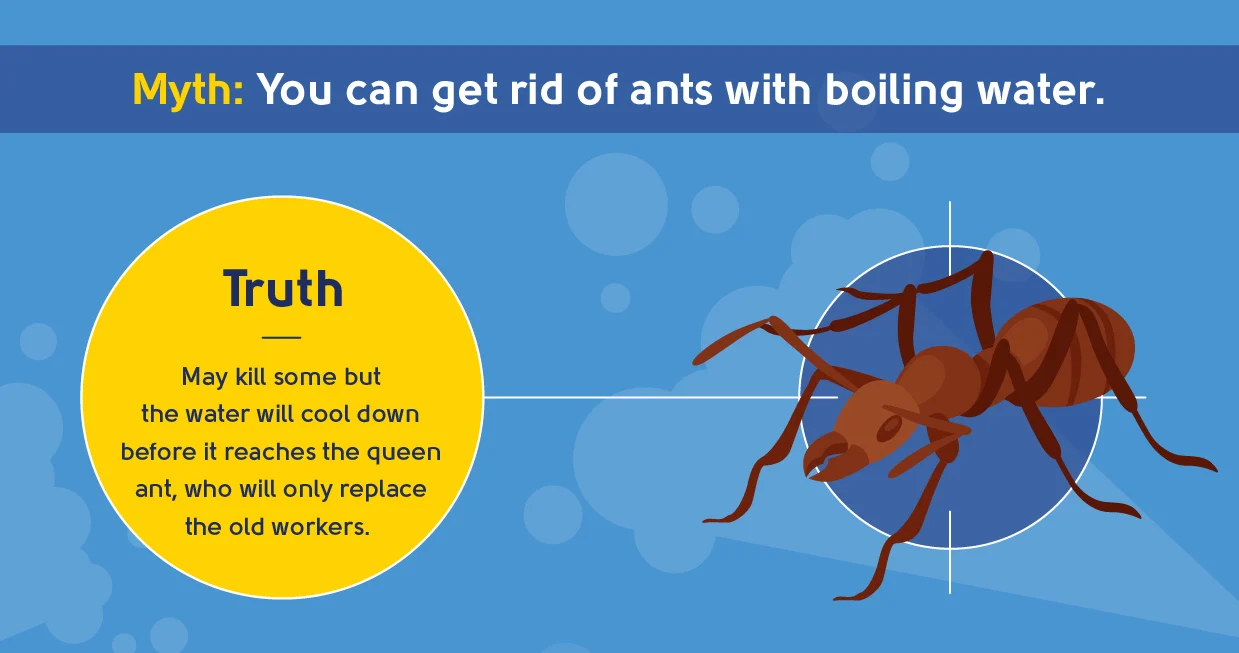 how to use boiling water – Why This Pest Appears in Homes