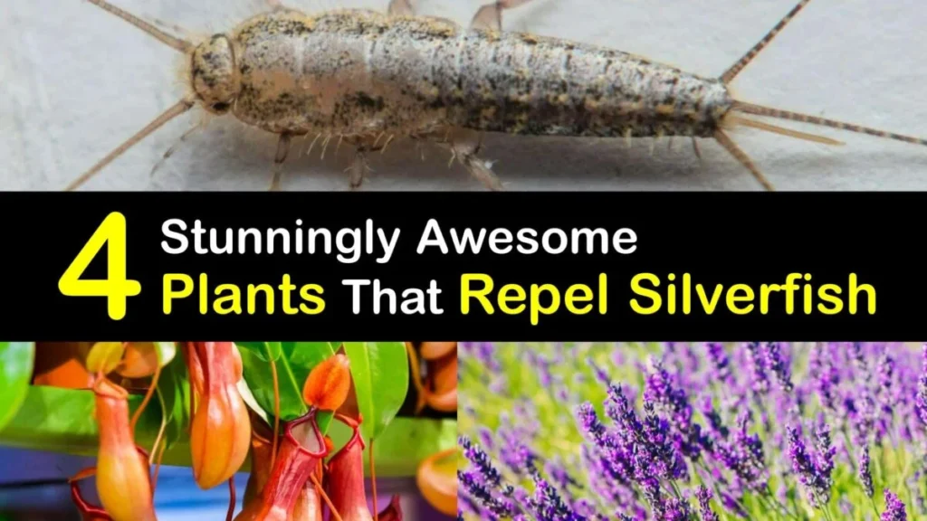 i saw one silverfish should i be worried: Natural Removal Methods
