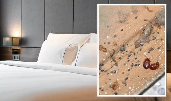i was in a hotel with bed bugs: How the Situation Unfolded