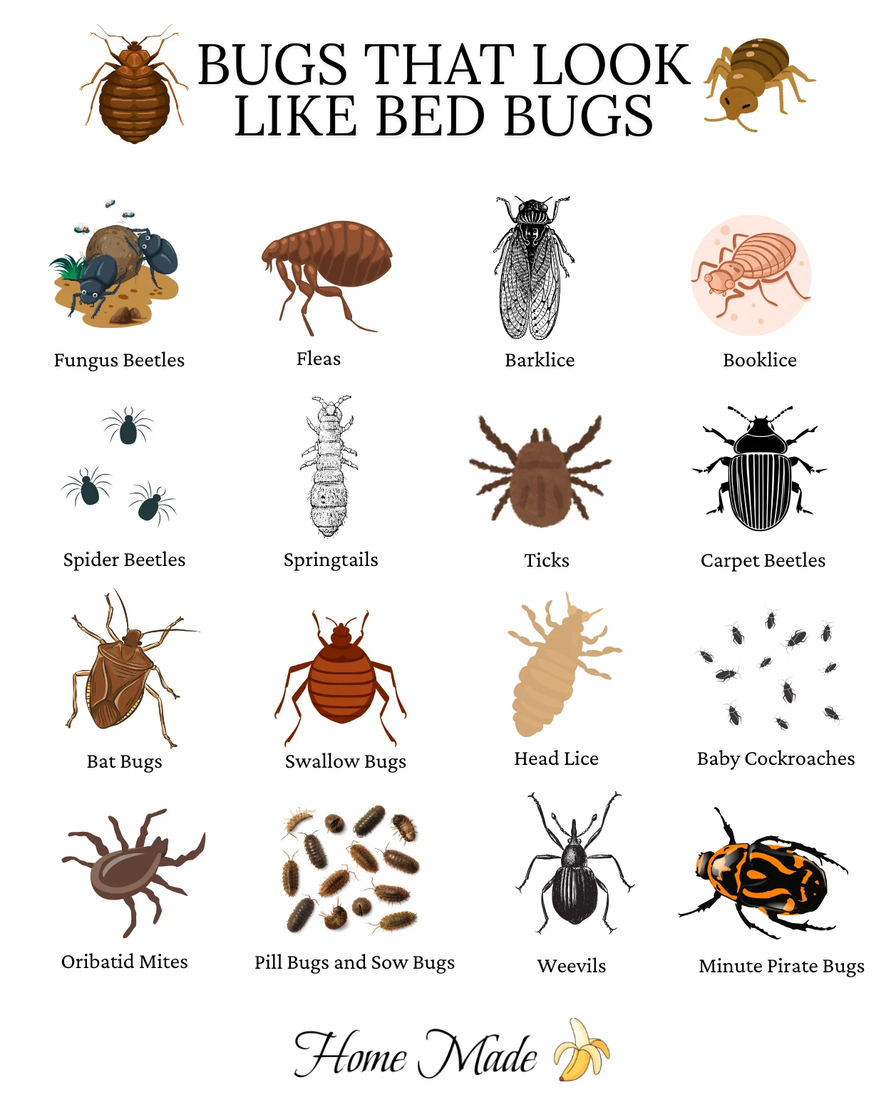 Identifying Black Bugs That Look Like Bed Bugs