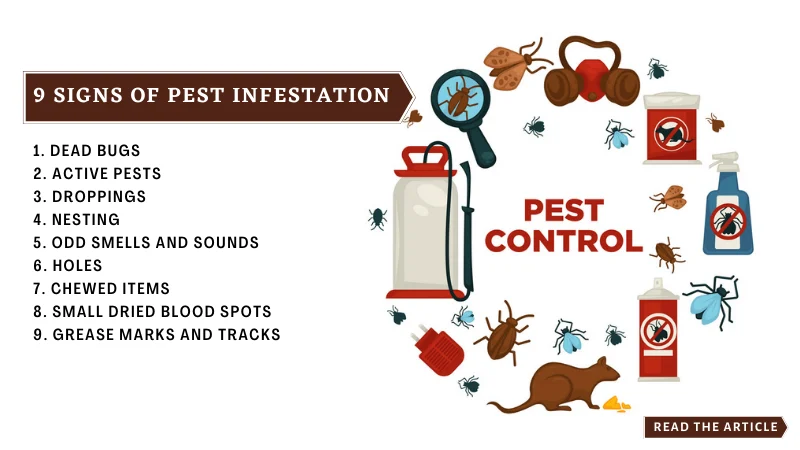 Identifying the Signs of a Pest Problem in Ruskin