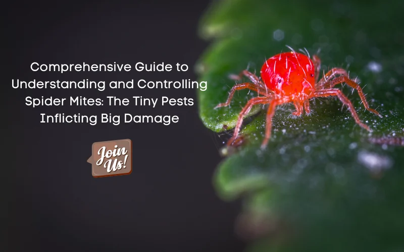 Mite Control: Understanding the Problem