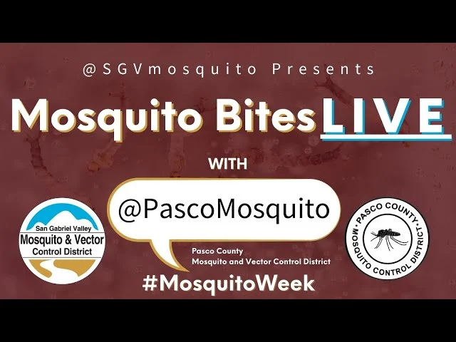 Mosquito Control Bayonet Point: Why This Pest Appears in Homes