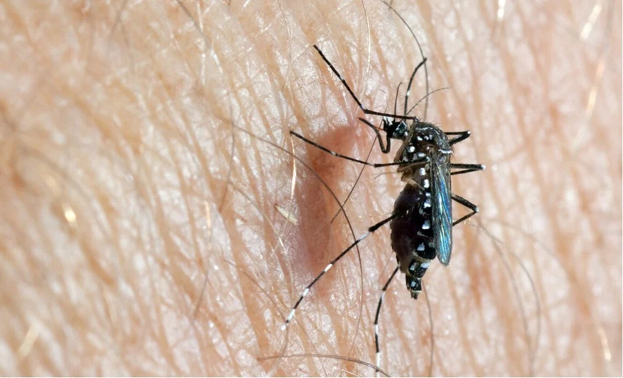 Mosquito Control Egypt Lake Leto: Why This Pest Appears in Homes
