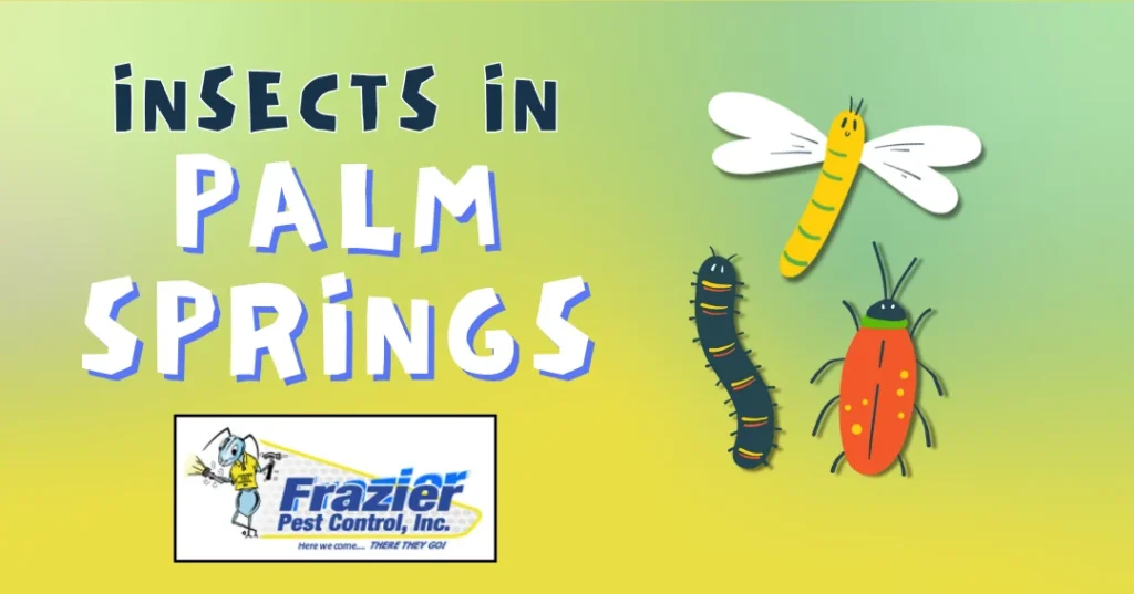 Mosquito Control Palm Springs: Why This Pest Appears in Homes