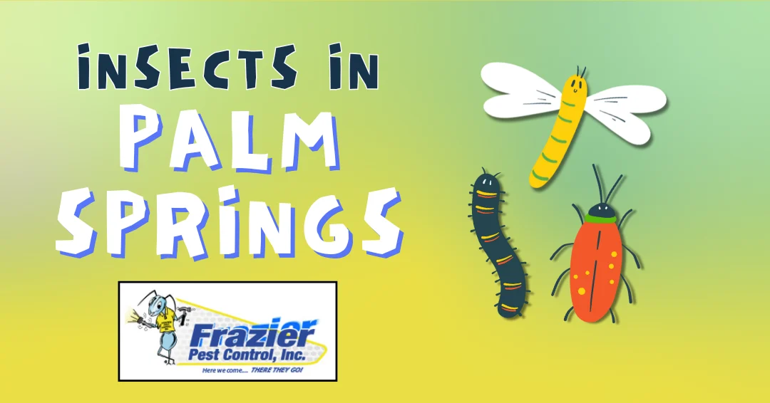 Mosquito Control Palm Springs: Why This Pest Appears in Homes