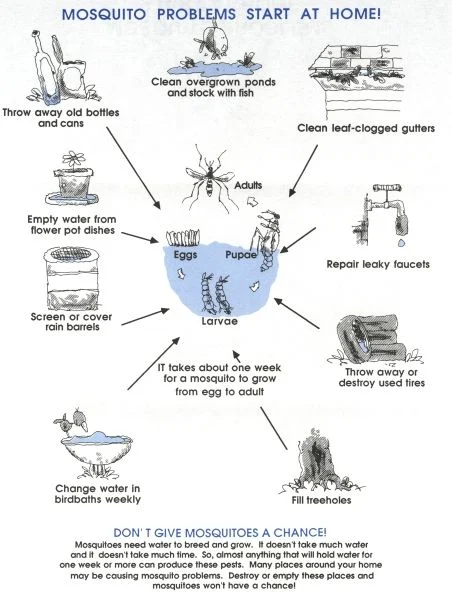 Mosquito Control Smyrna: Why This Pest Appears in Homes