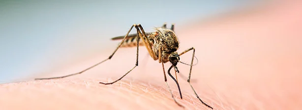 mosquito control st petersburg: Why These Pests Thrive in Our Neighborhood