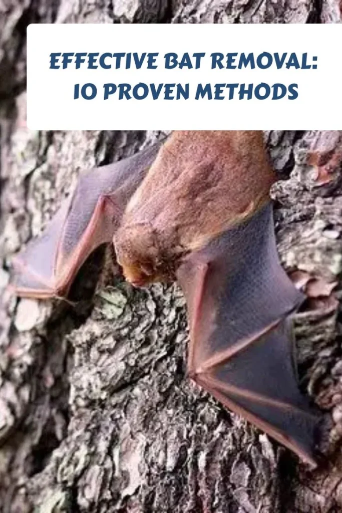 Natural Bat Removal Methods