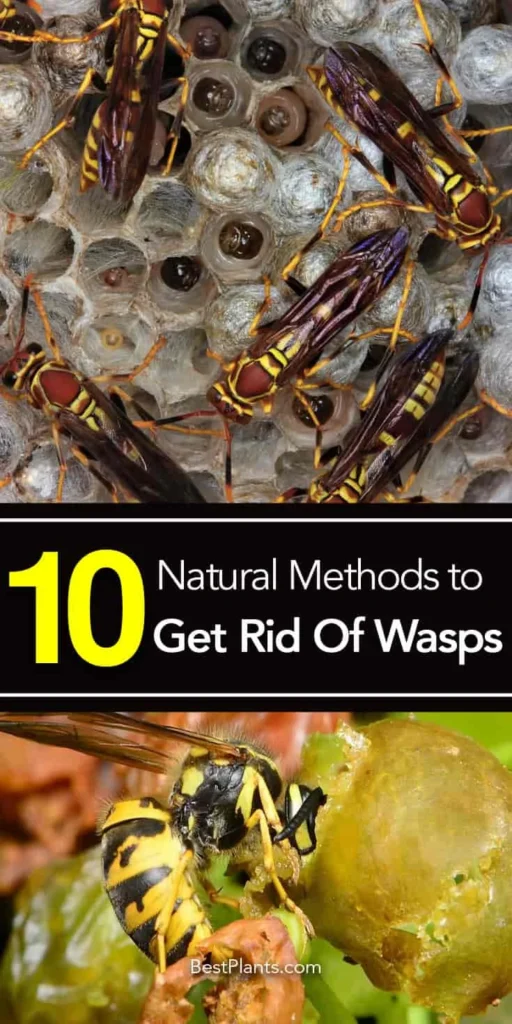 Natural Bee Wasp Removal Methods