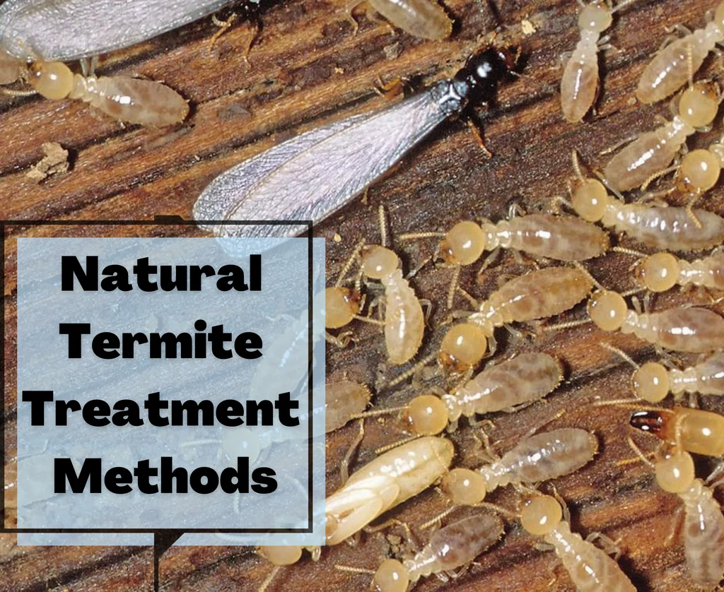 Natural methods for termite control oakwood