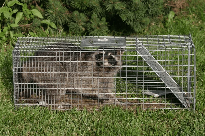 Natural Raccoon Removal Atlanta Methods