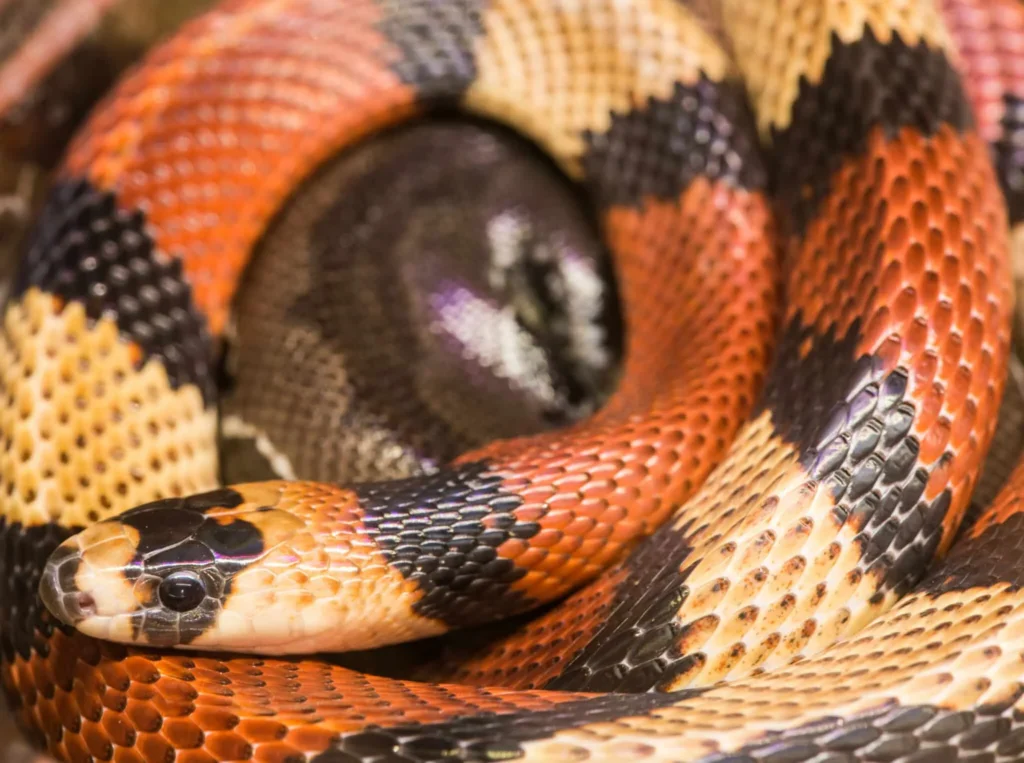 Natural Removal Methods – all about milk snakes