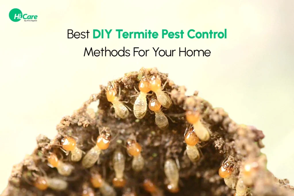 Natural Removal Methods – DIY Options for Termite Control Thonotosassa