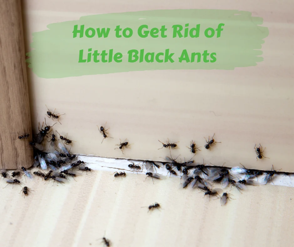 Natural Removal Methods for Ant Spotlight Little Black Ants