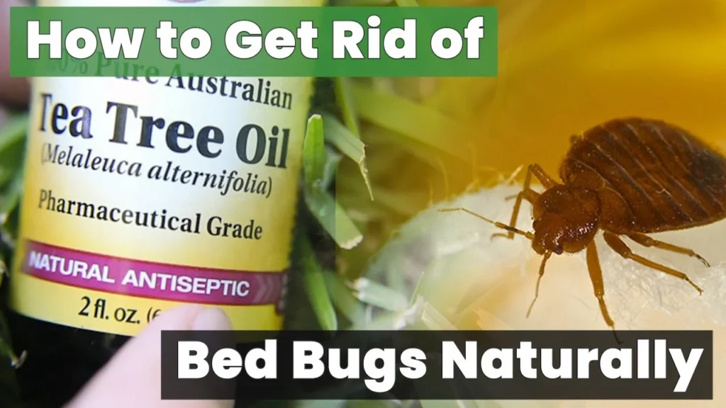 Natural Removal Methods for Bed Bug Treatment Tarpon Springs