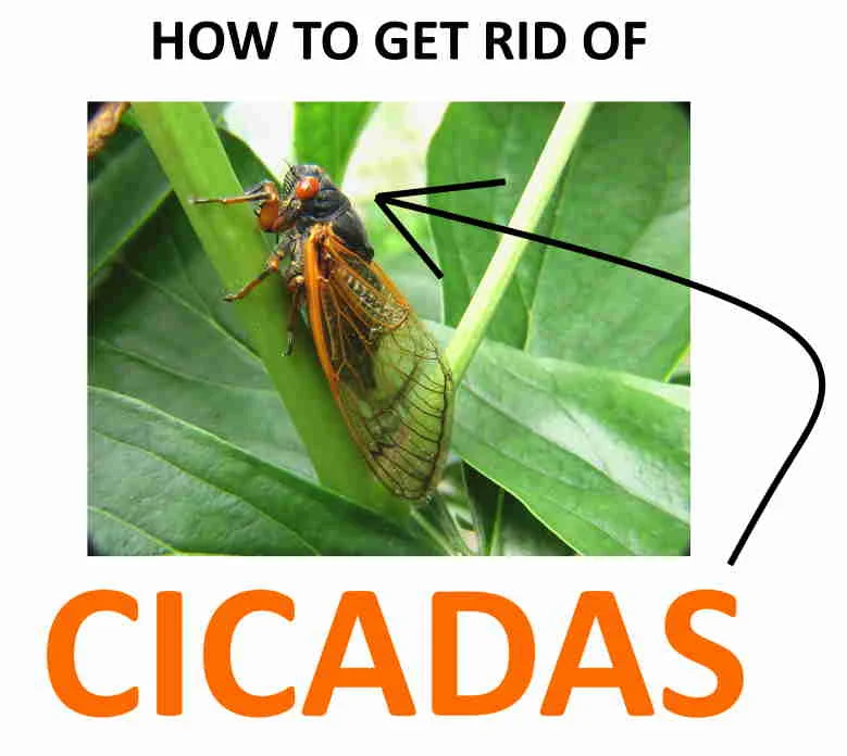 Natural removal methods for cicada shells
