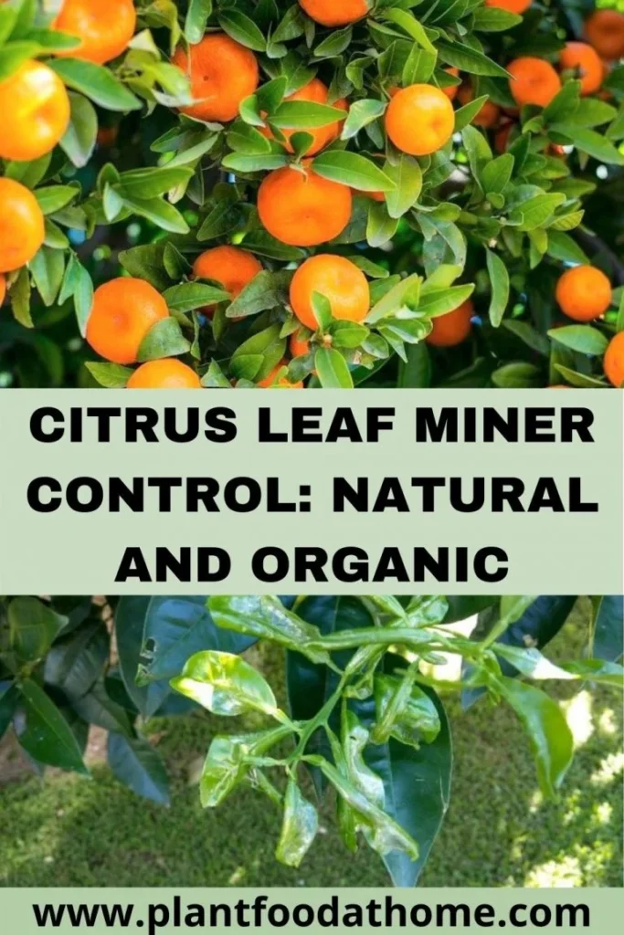 Natural Removal Methods for Citrus Park Homeowners