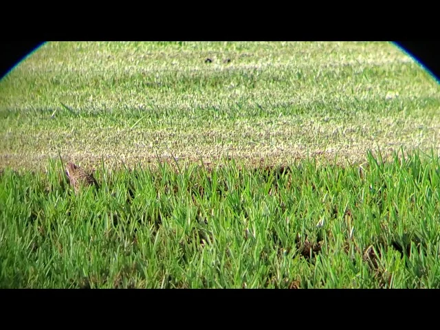 Natural removal methods for common Belle Glade pests