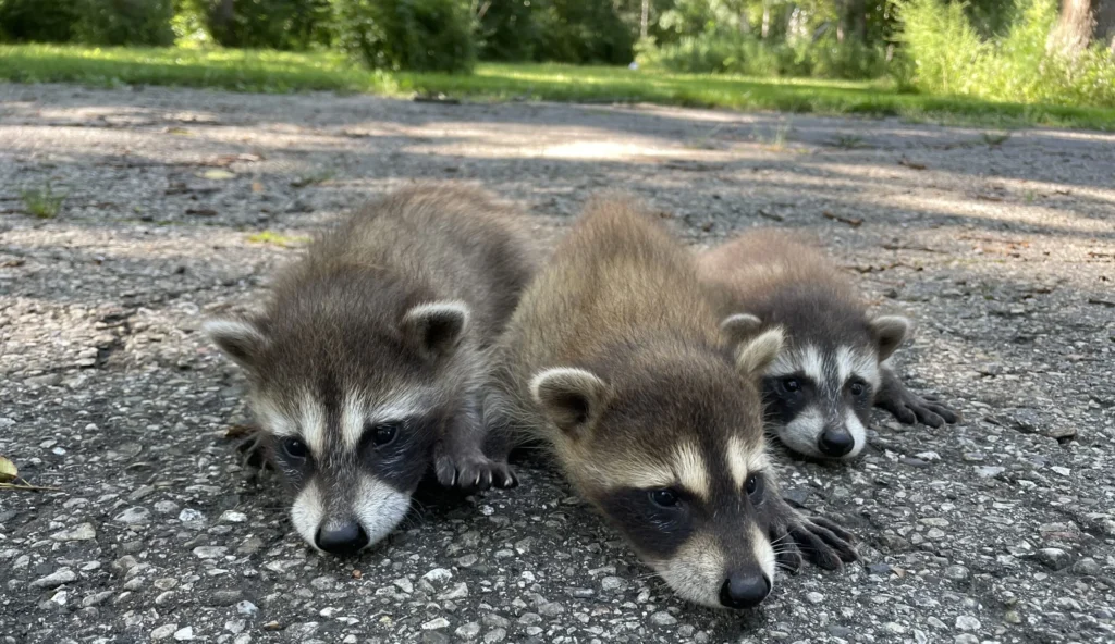 Natural Removal Methods for Common Marietta Wildlife