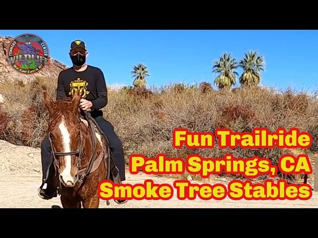 Natural Removal Methods for Common Palm Springs Wildlife