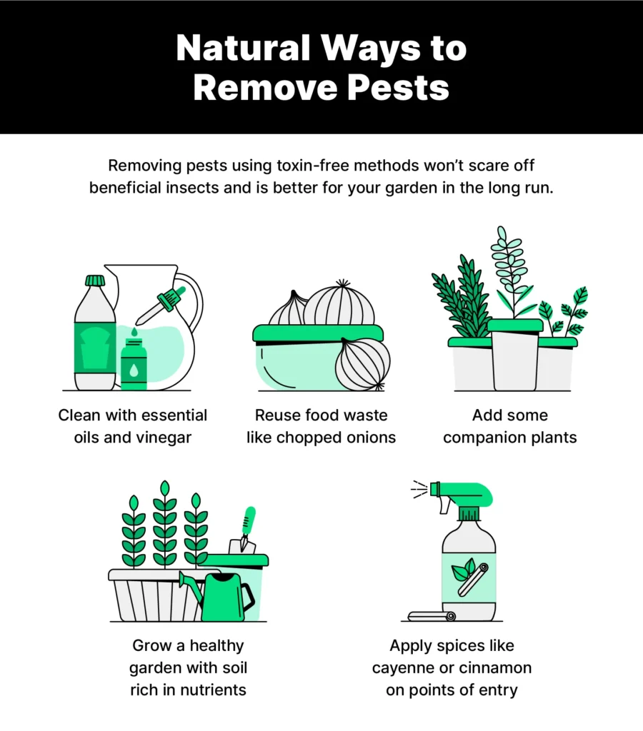 Natural removal methods for common pests