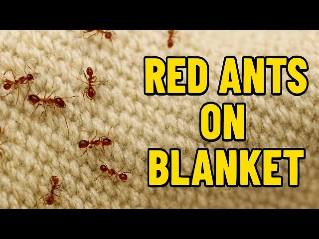 Natural Removal Methods for How to Get Ants Out of Clothes