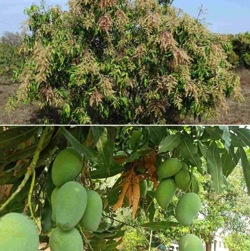 Natural removal methods for mango pests