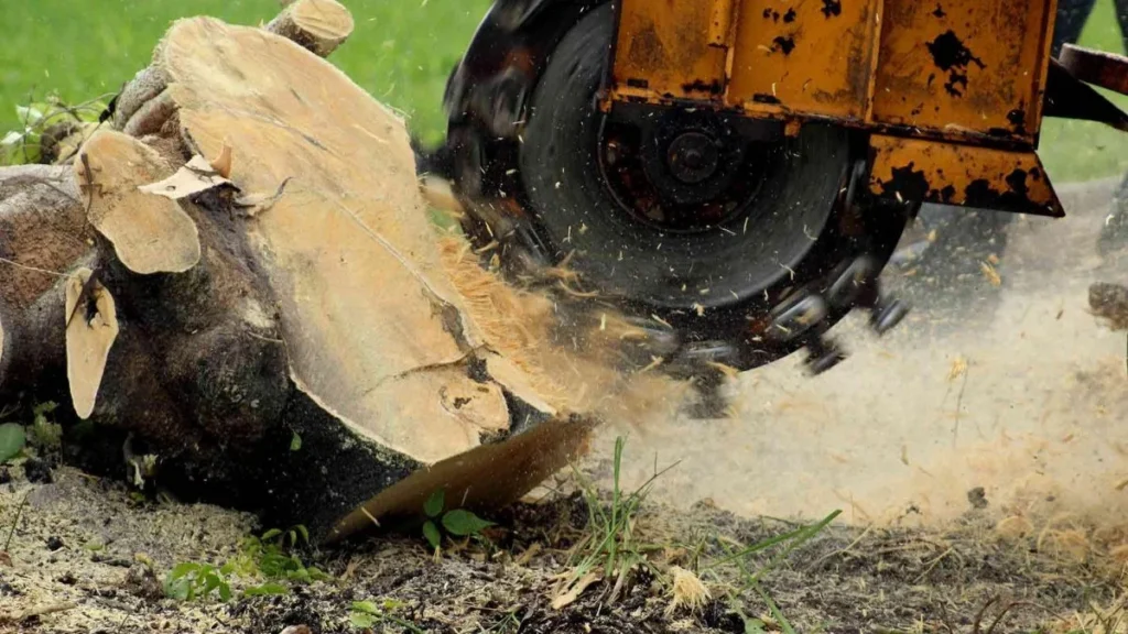 Natural removal methods for Oakwood homeowners