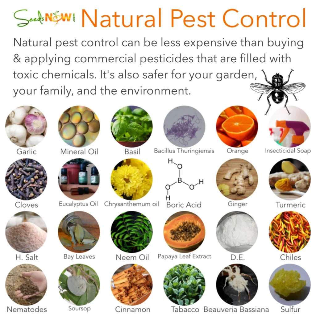 Natural Removal Methods for Pest Control Dunedin