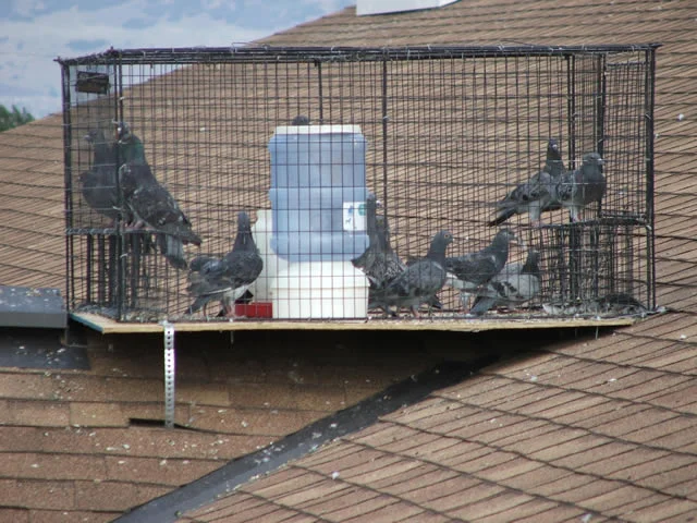 Natural Removal Methods for Pigeon Control Removal