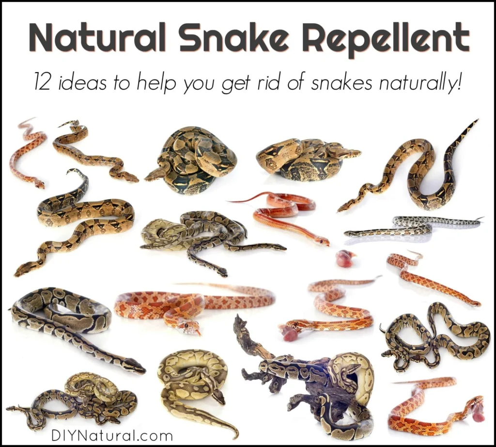 Natural Removal Methods for Rat Snakes