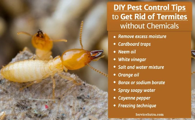 Natural Removal Methods for Termite Control Wellington