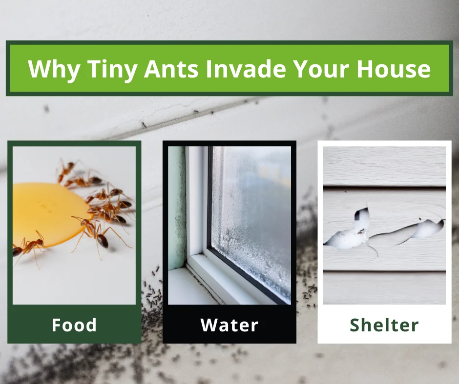 Natural Removal Methods for the Three Reasons Ants Invade Your Home