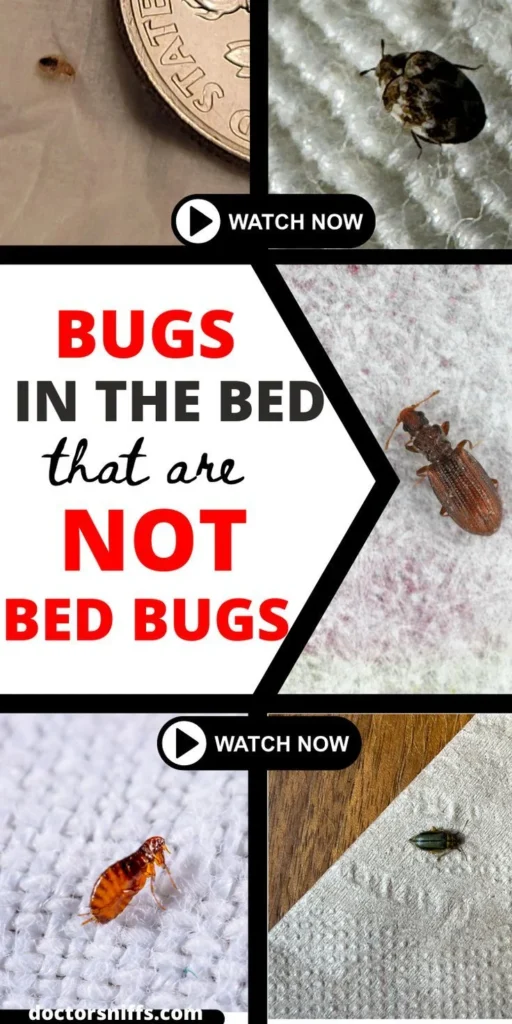 Natural Removal Methods for Tiny Bugs in Bed That Are Not Bed Bugs You Should Know